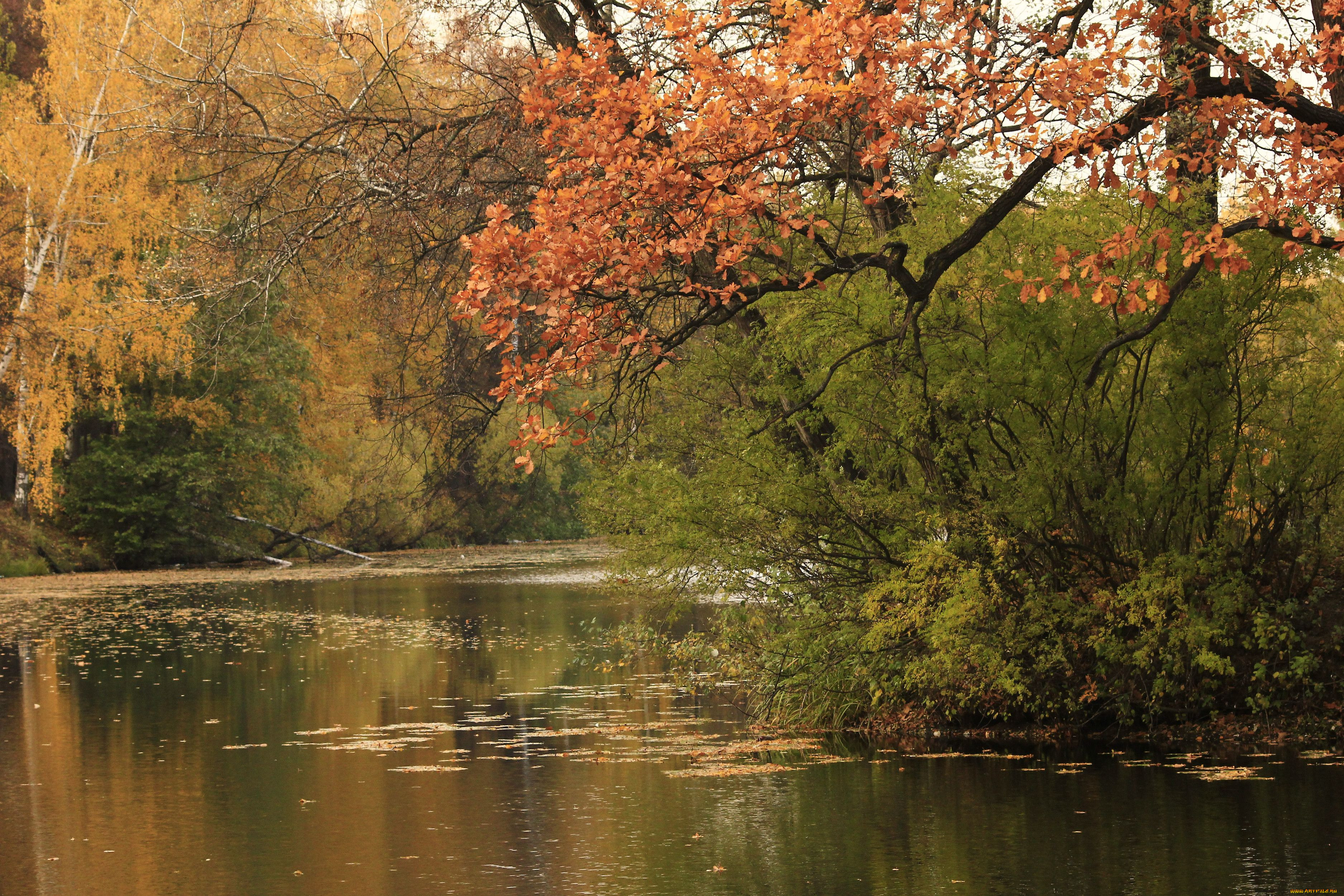 Осень река деревья